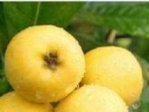 成都農副產品專業配送 構筑城市生活“鮮”通道